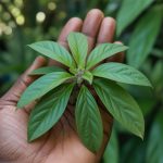 Les plantes médicinales de la Guadeloupe : entre traditions créoles et savoirs ancestraux